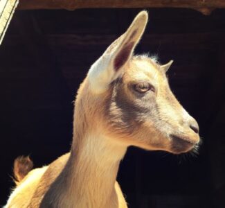 How to Prepare for Raising Goats Image